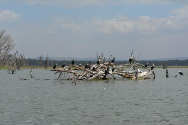 Chambai Hotel Naivasha Zewnętrze zdjęcie