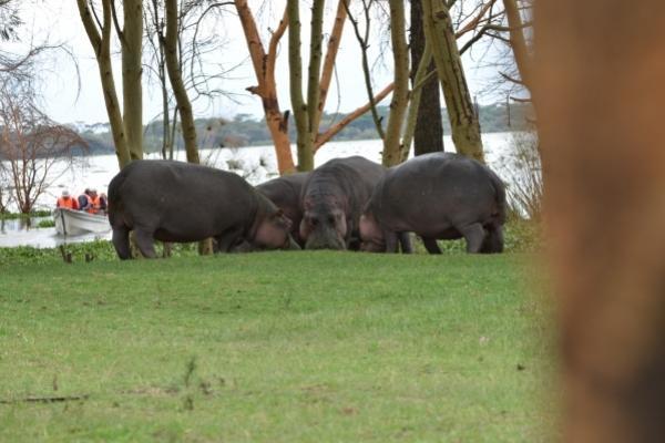 Chambai Hotel Naivasha Zewnętrze zdjęcie